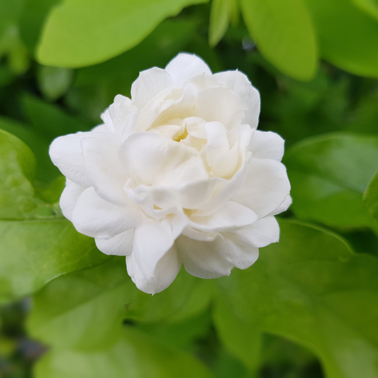 Jasmine Sambac 3% Absolute in Australian Jojoba - 10ml - Harriet Herbery