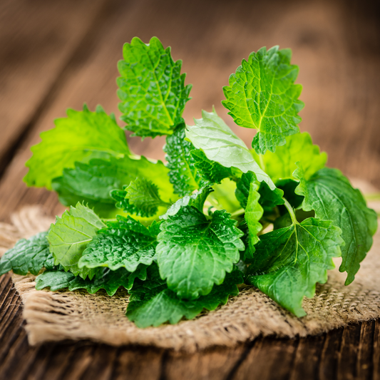 Melissa Leaf Essential Oil 5ml