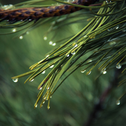 Pine Essential Oil 10ml - Harriet Herbery