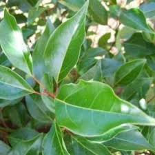 Ravensara - 100% Pure Essential Oil - Harriet Herbery