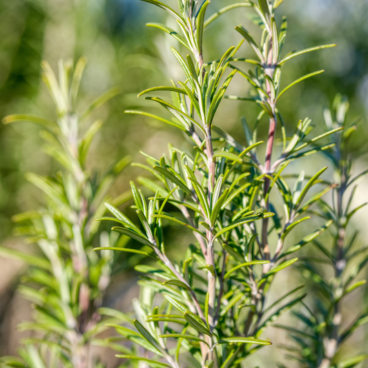Rosemary Essential Oil 10ml - Harriet Herbery