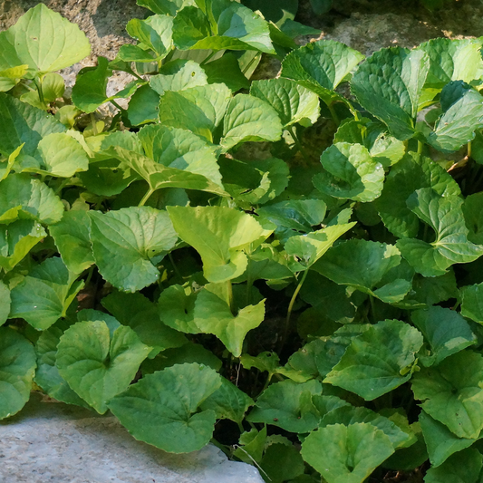 Violet Leaf Absolute 3% in Jojoba - 5ml